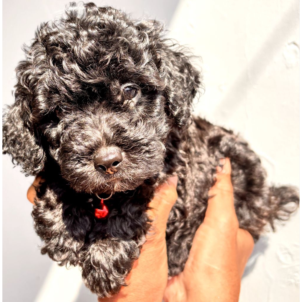 Puppy poodle pure silver tiny male