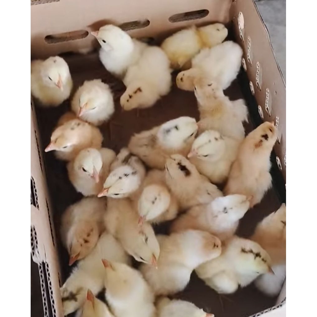 DOC Ayam ELBA Petelur Super