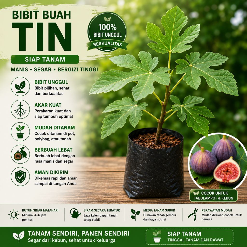 Bibit Buah Tin Siap Tanam Tanaman Buah Tin Polybag Bibit Unggul Berkualitas