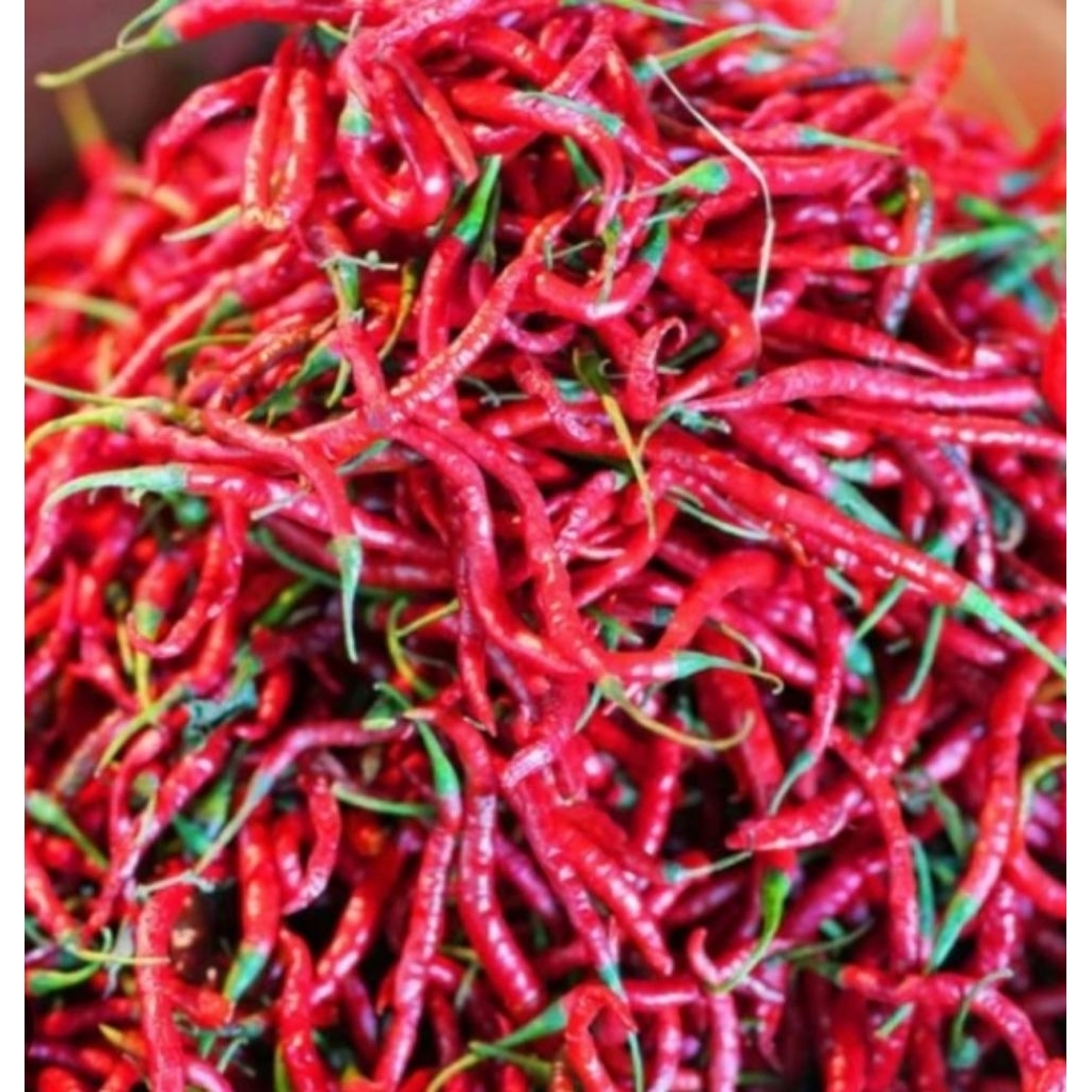 bibit cabe merah keriting