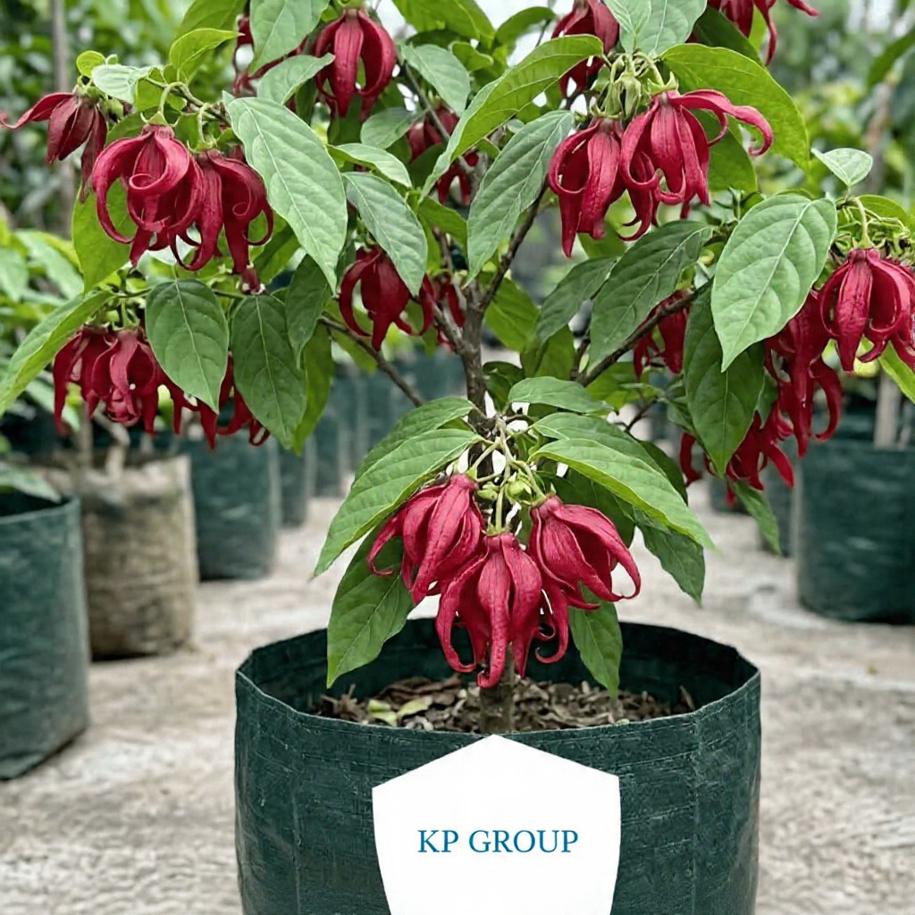 bibit kenanga merah