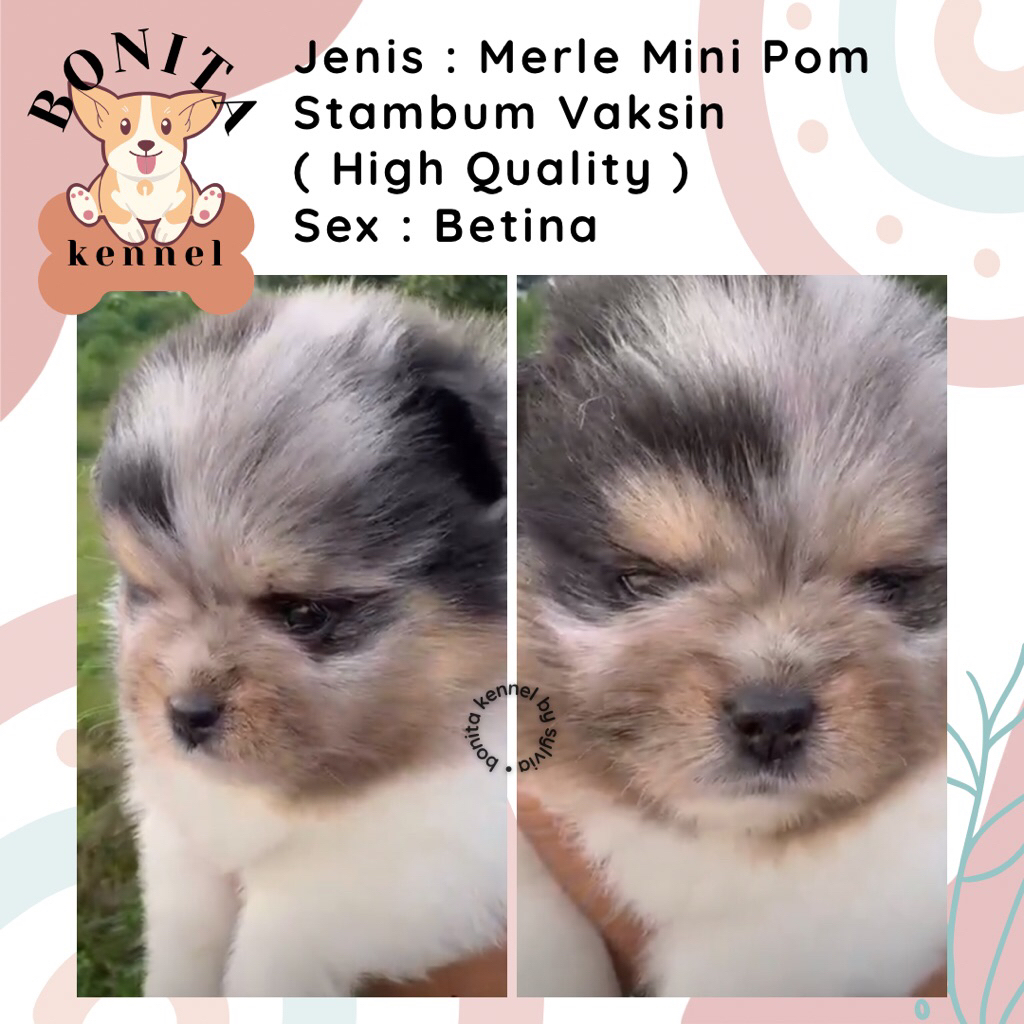 Merle Super Mini Pomeranian Stambum Jantan Betina Anakan Anjing Mini Pom Minipom