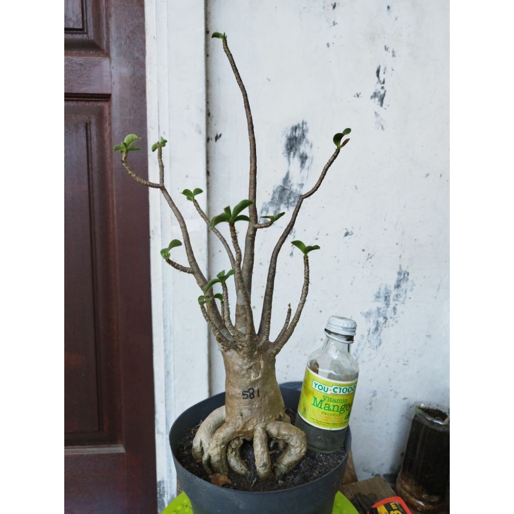 Adenium Arabicum Thaisocotranum RCN