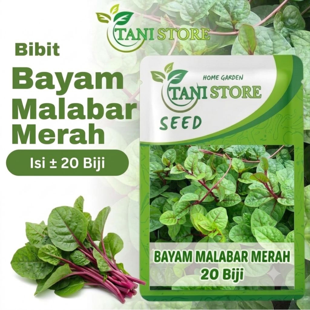 bibit benih unggulan bayam malabar merah berkualitas ±20 seed_bayam merambat