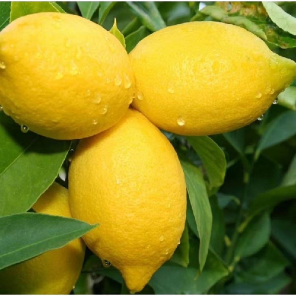 buah lemon 1 kg