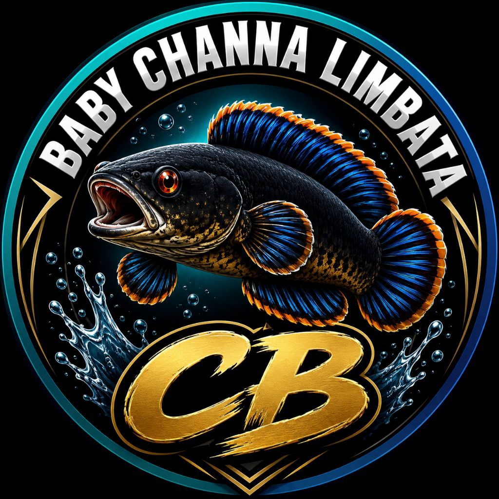 Channa Limbata CB