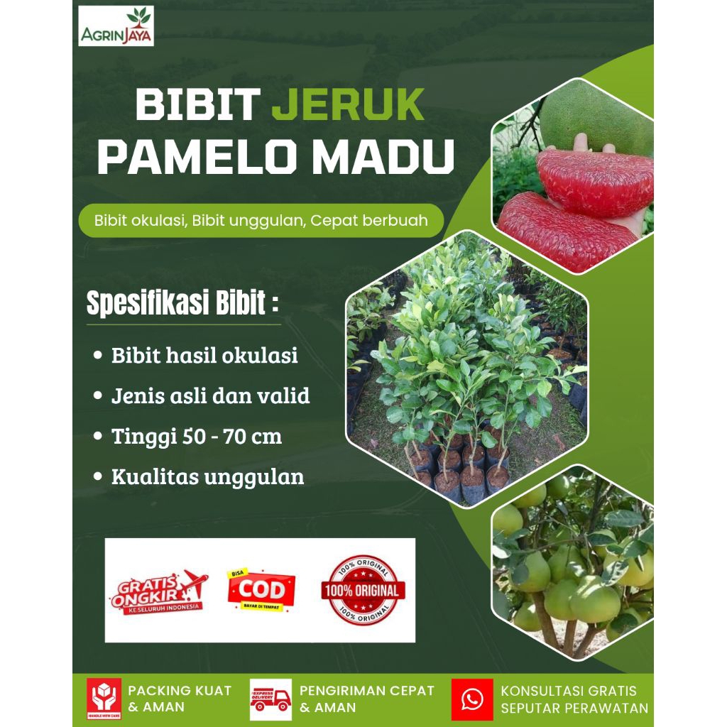 Bibit jeruk pamelo madu / jeruk bali