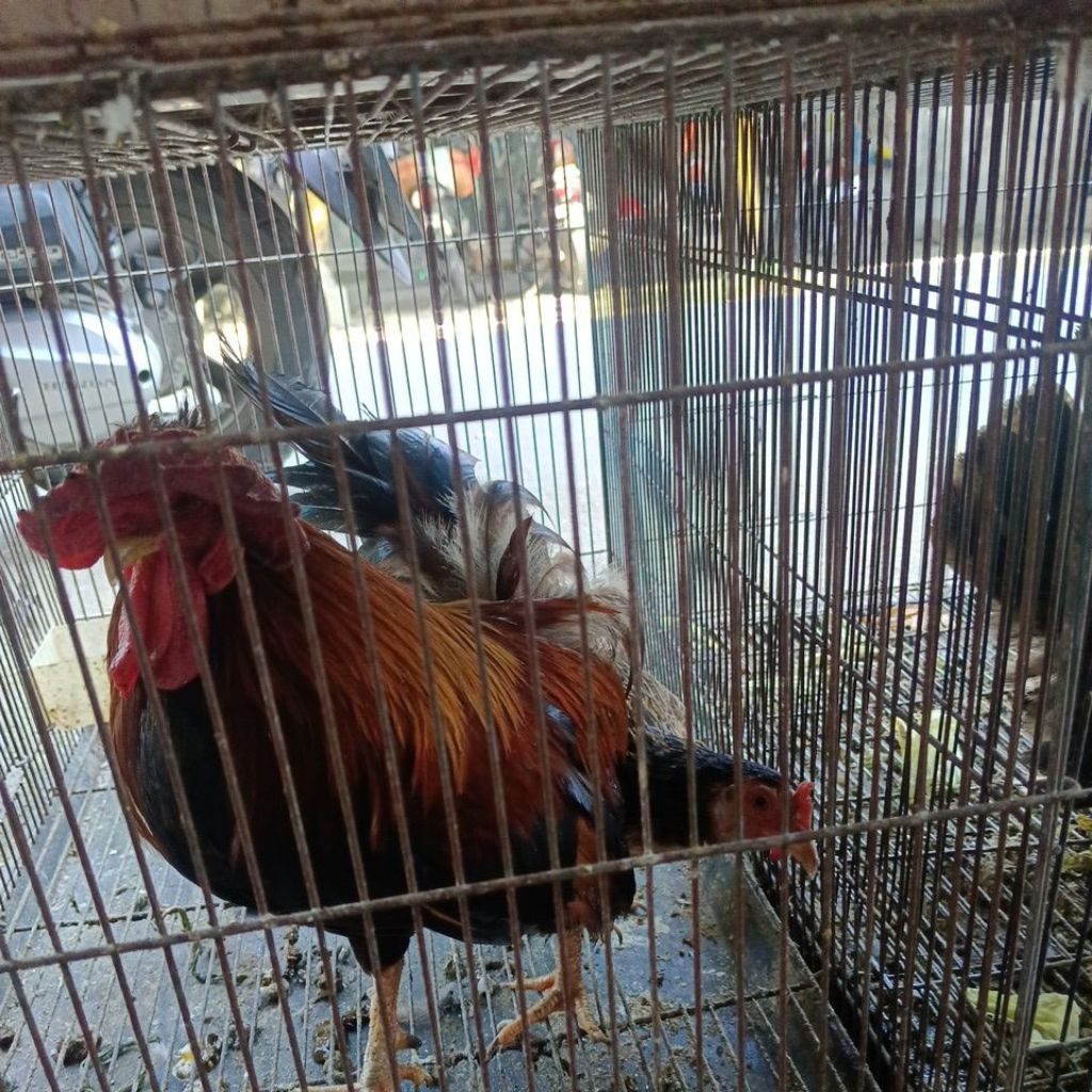 Ayam Kate sepasang indukan