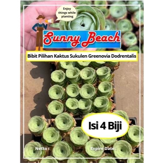 Bibit Pilihan Kaktus Sukulen Greenovia Dodrenralis | Biji Benih Kaktus Sukulen Mawar Hijau
