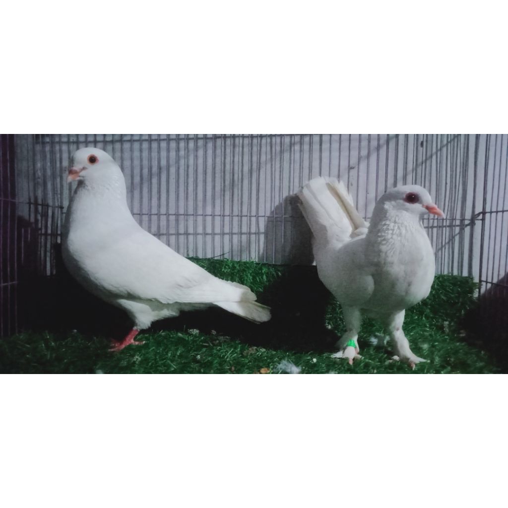 merpati hias , merpati pos , merpati kolong