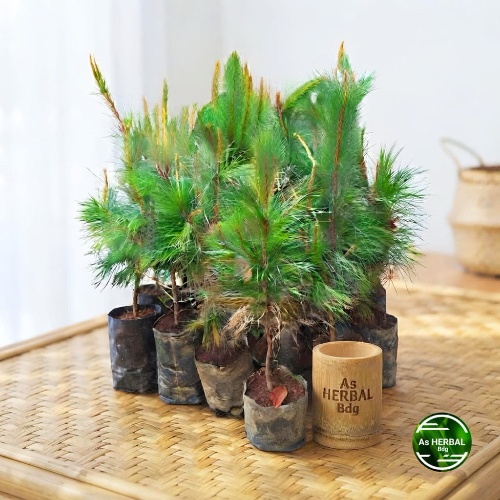 Bibit Pohon Pinus / bibit pinus super-az