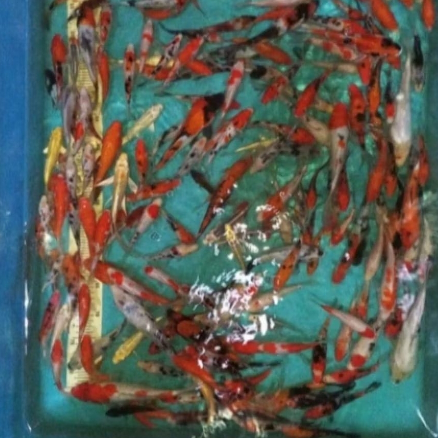 ikan koi hias size 10-15cm ikan hias koi bibit