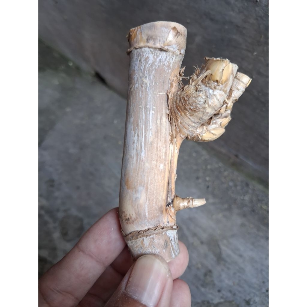 BAMBU UNIK PETUK JALU JOS (12CM) ISTIMEWA BOSS