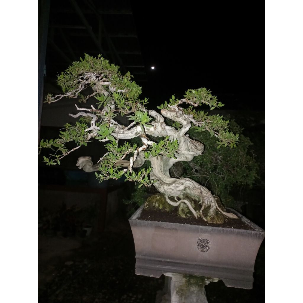 bonsai santigi