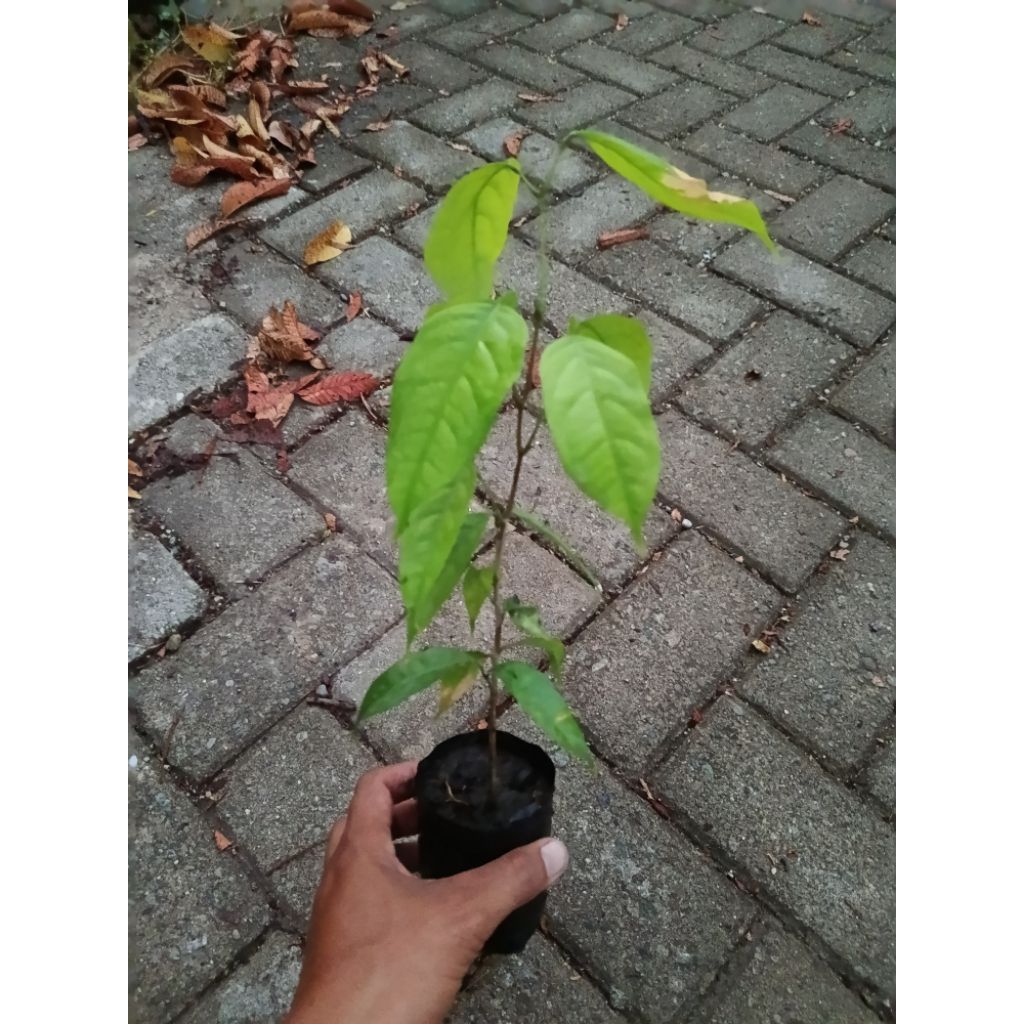 Bibit Kabau (Jolang jaling)