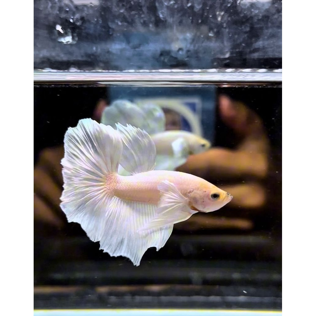 Cupang halfmoon dumbo white platinum top grad