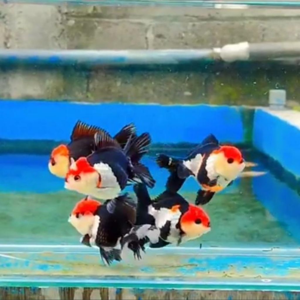ikan koki panda warna cantik size L