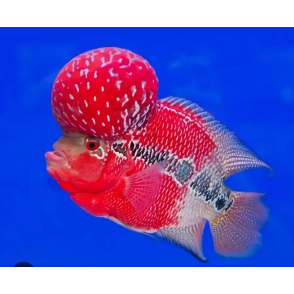Burayak Louhan GB SIZE 3 CM