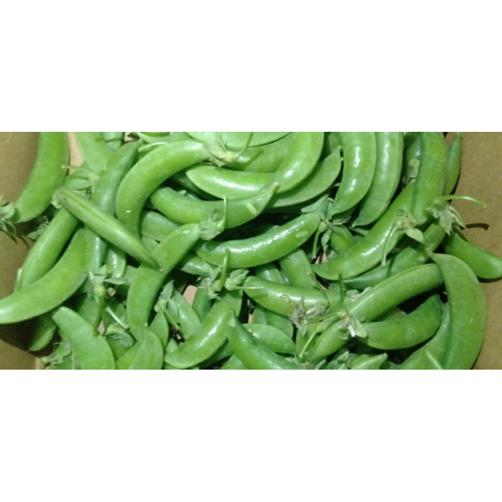 Sayur Ercis / Arcis / Kacangpolong / Kapri segar