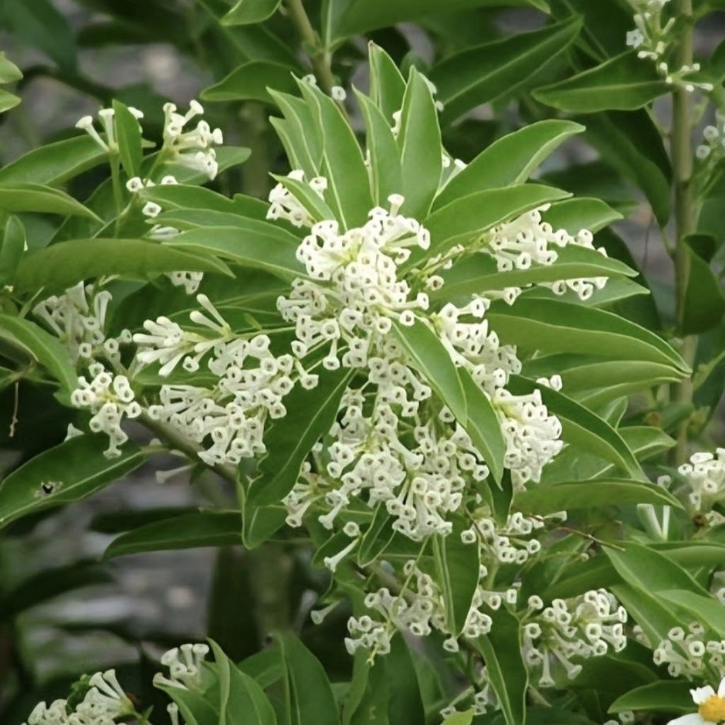 [ INDUKAN ] Cestrum diurnum / day blooming jasmine / Arum Dalu putih siang / bibit tanaman hias bung