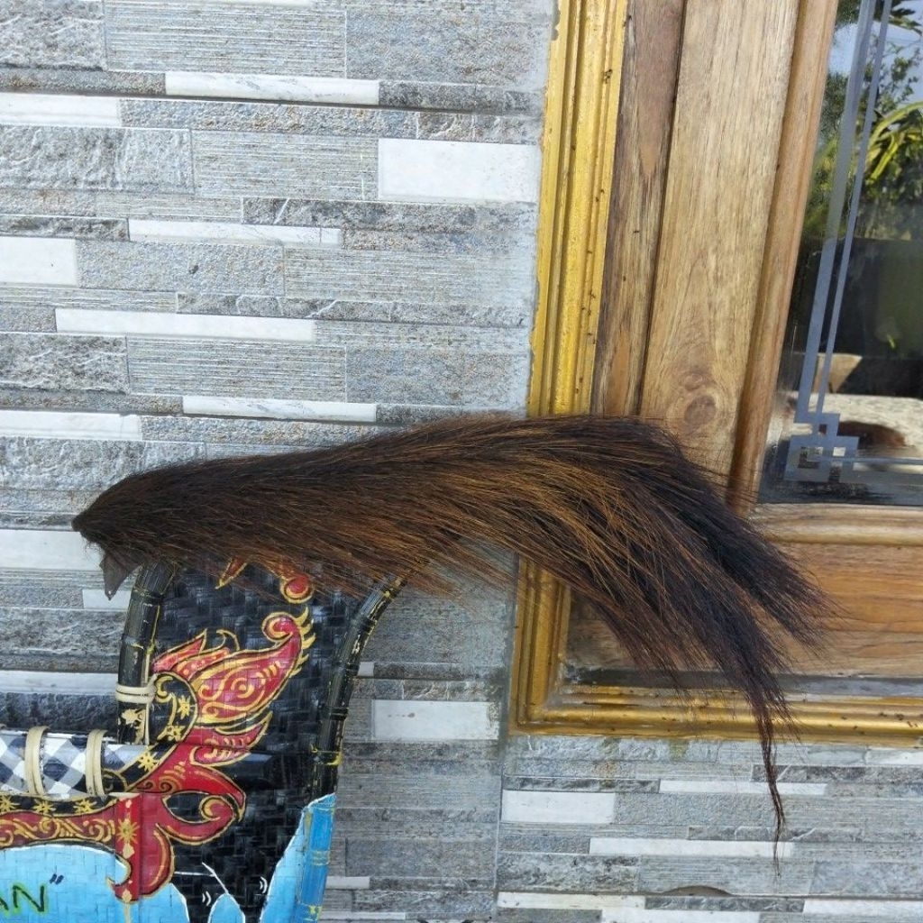 ekor kuda asli