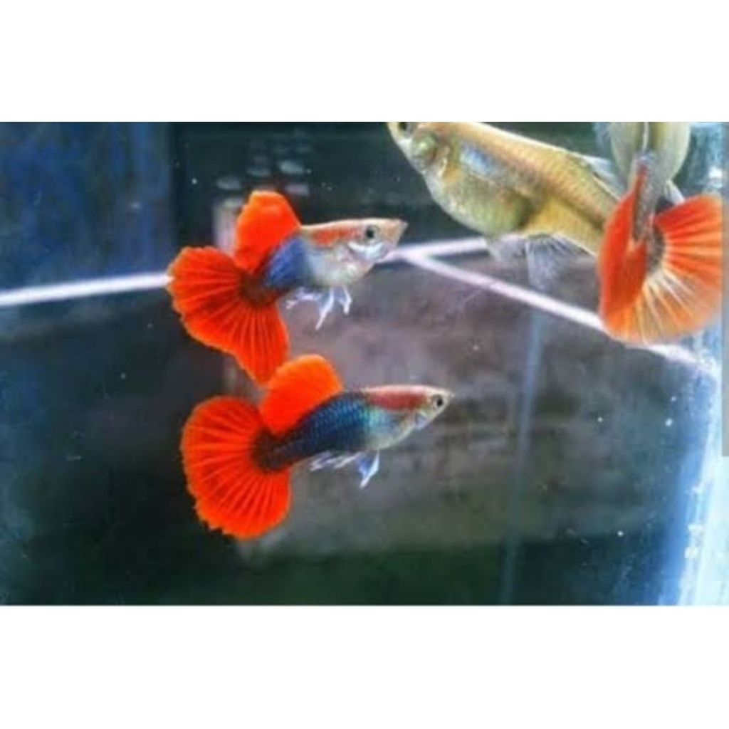 HB red rose tail Hiasan Aquarium