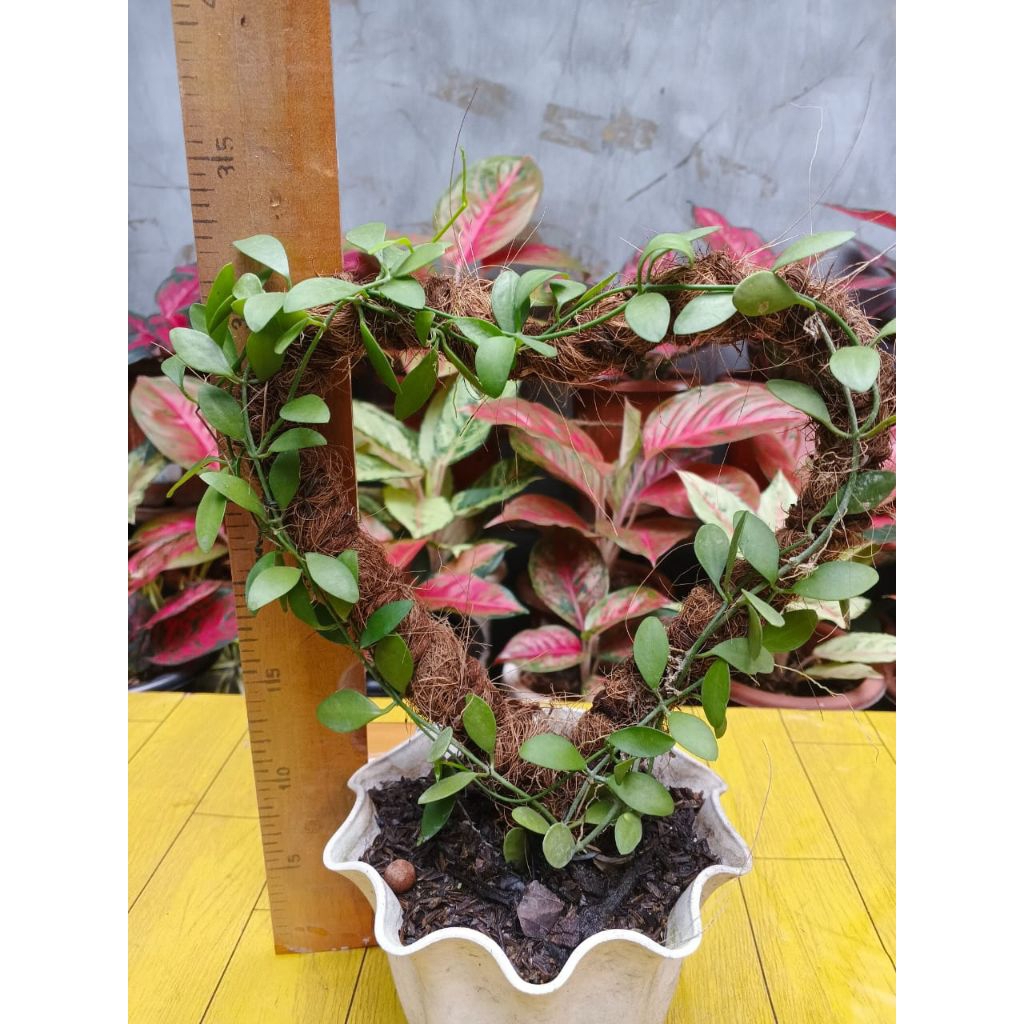 DISCHIDIA / TANAMAN HIAS