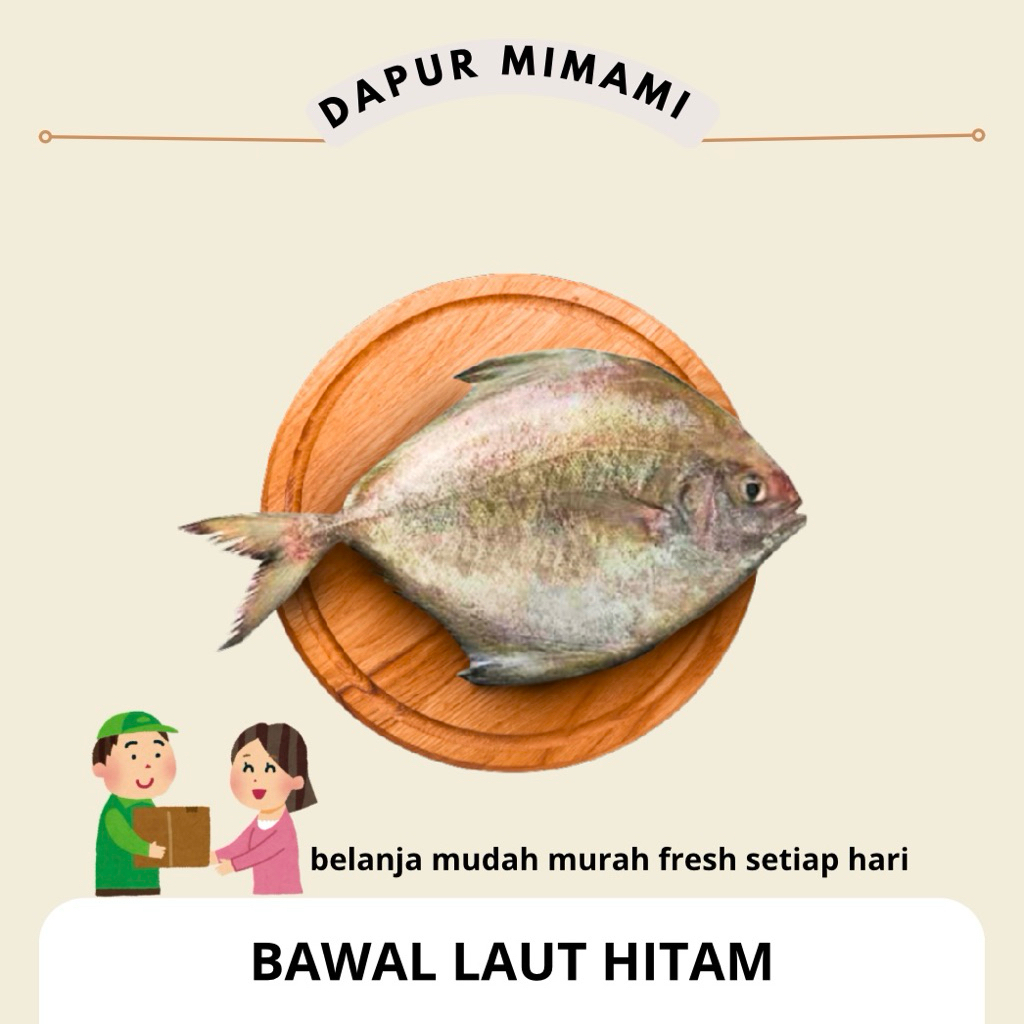 Ikan Bawal Laut Segar / Ikan Bawal Putih Fresh Mentah Asli Isi / Bahan Masak Bawal Bakar Goreng Asam