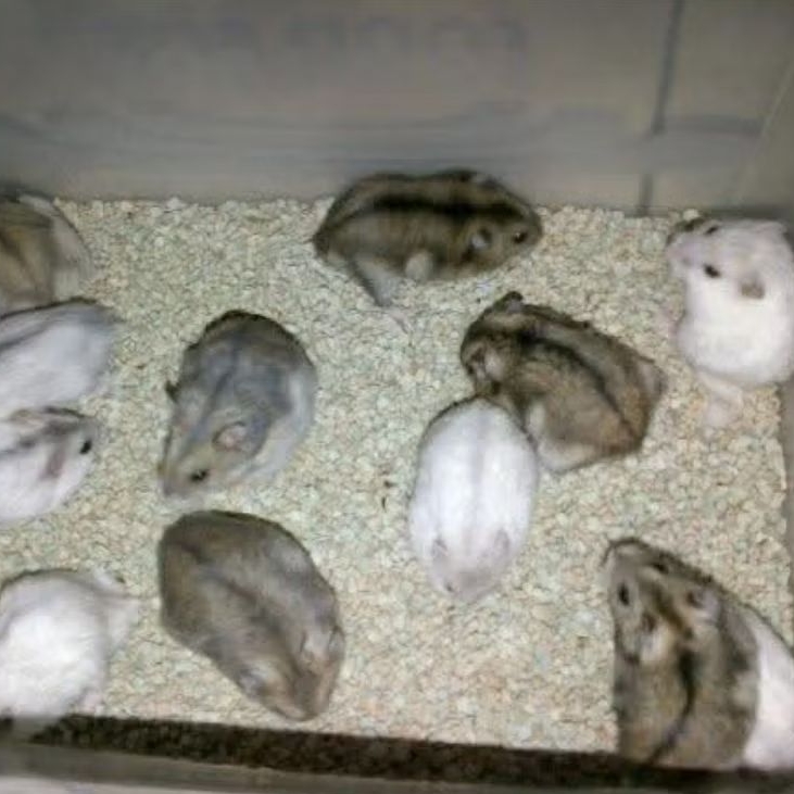 Hamster Winter Sehat Jinak Lucu Lincah