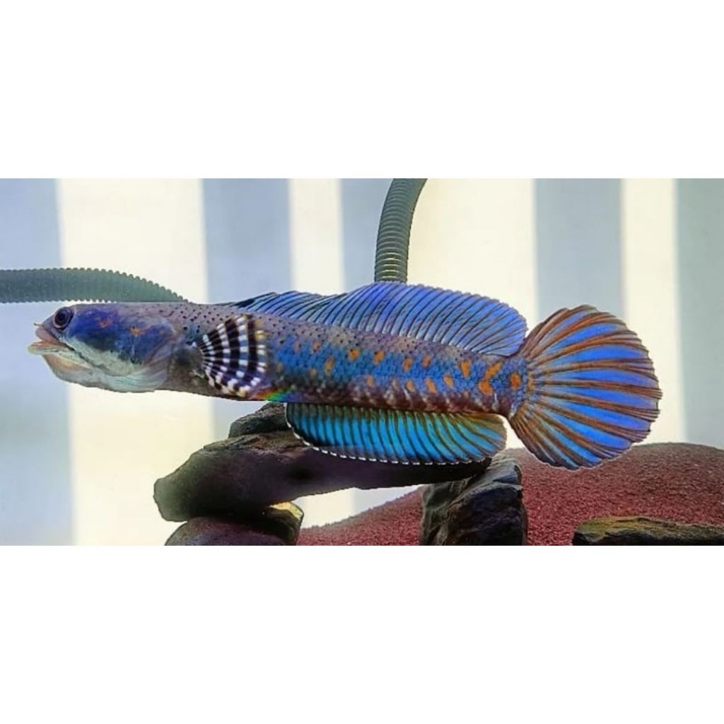 Ikan Hias Channa Blue Pulchra 17-18cm dengan Garansi 100% Sampai Tujuan