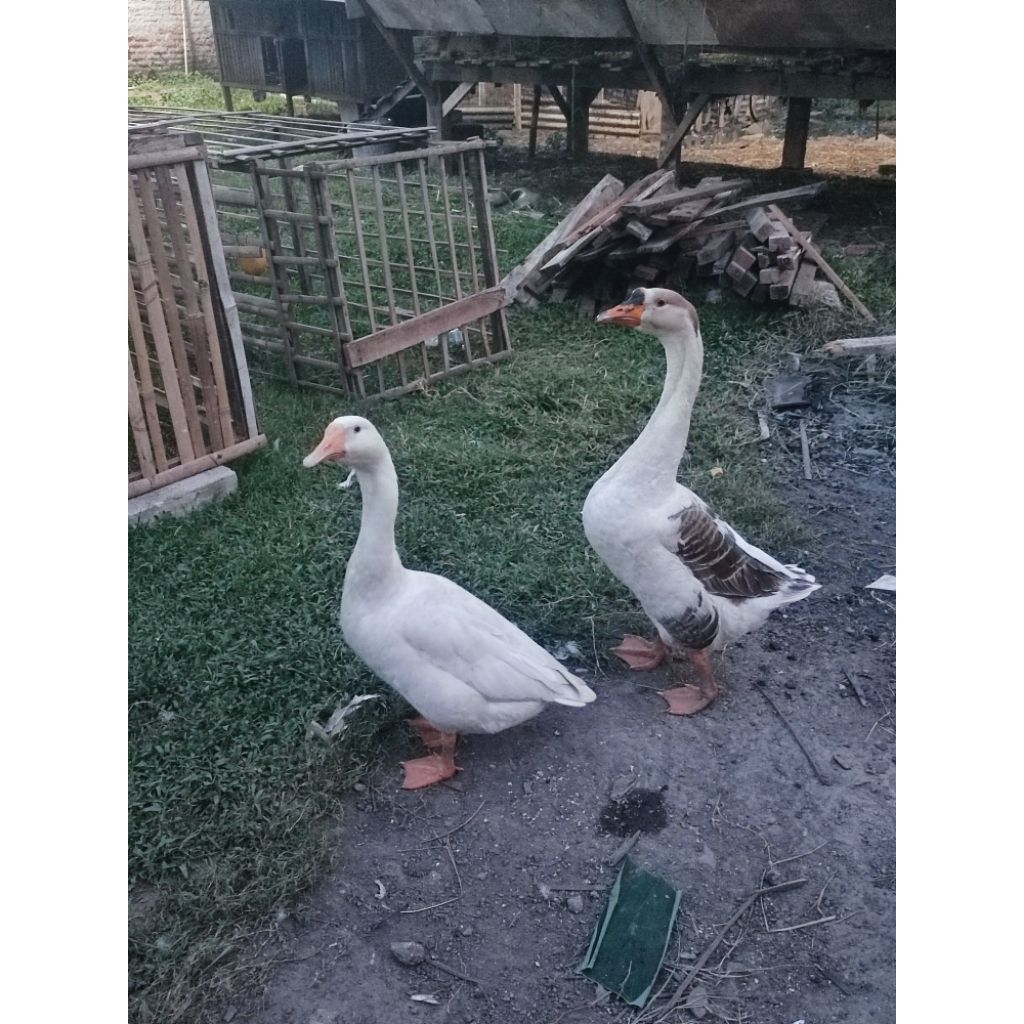 soang/ angsa sepasang siap produksi