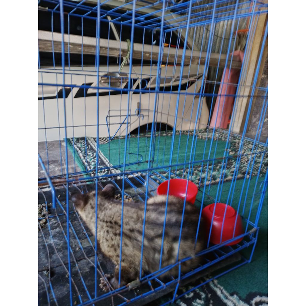 musang pandan