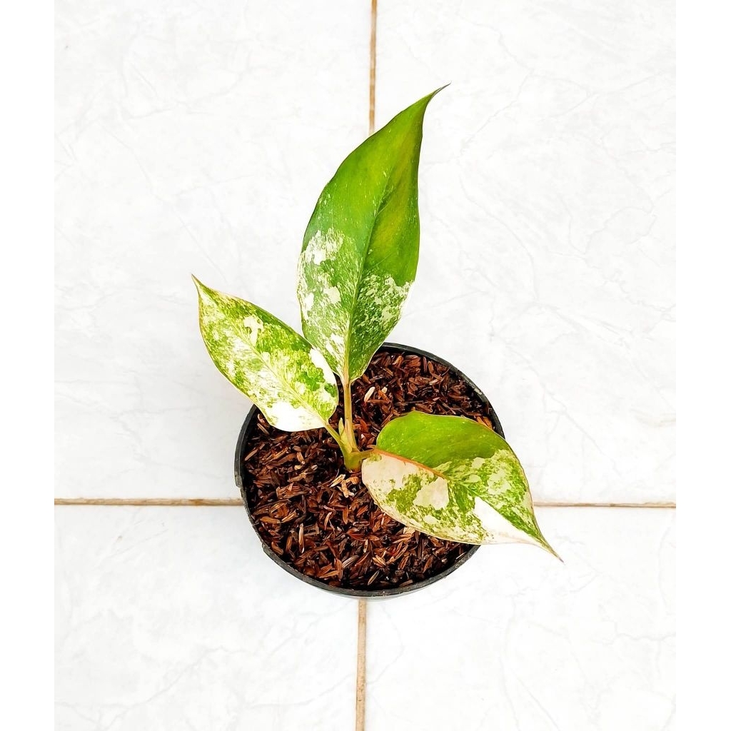 AGLONEMA SIAM JADE VARIEGATA