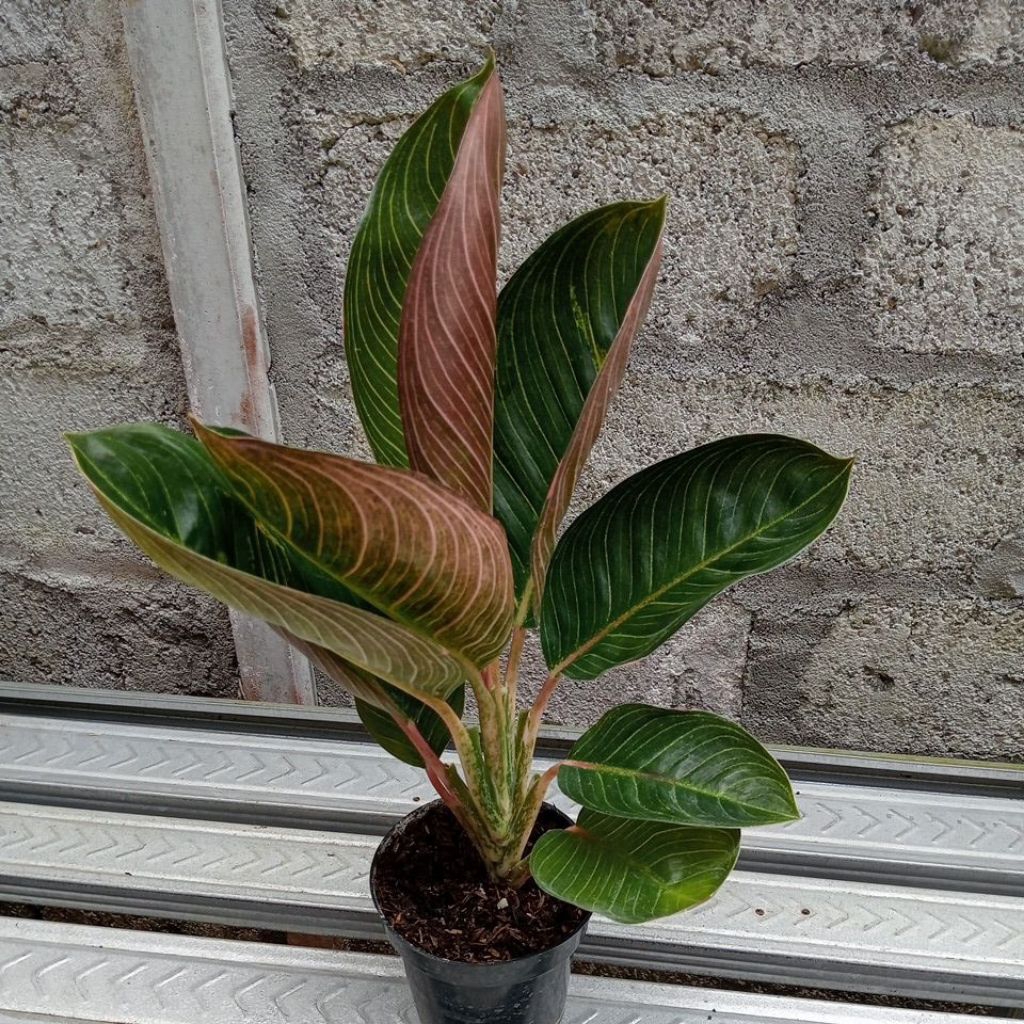 aglonema ajisaka induk