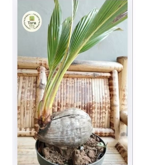 Bonsai Kelapa kembar / cabang 2 cocok untuk hiasan rumah/taman