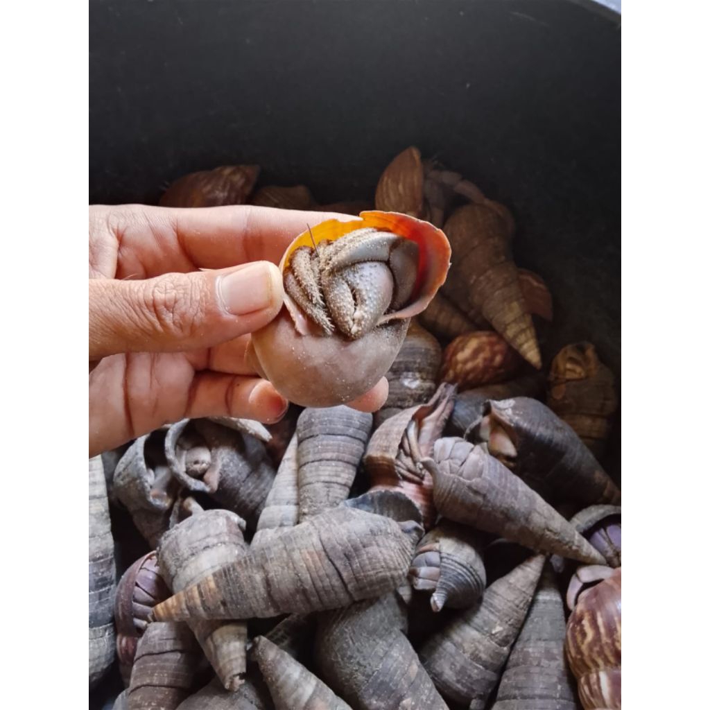 Klomang Darat SUPER JUMBO khusus umpan pancing ikan Galatama Lele 1kg isi 15 sampai 20 ekor .Hidup