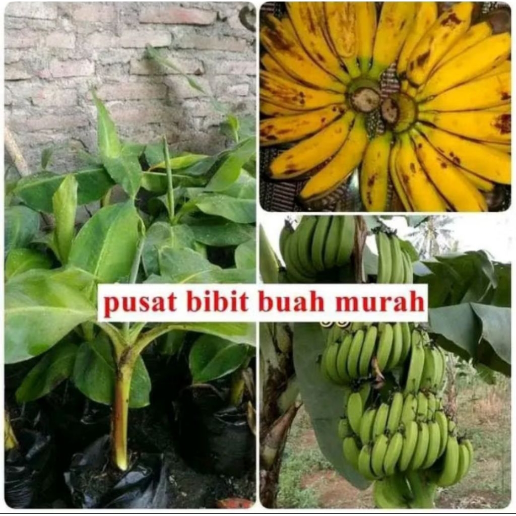 Bibit Pisang Raja Bulu / Raja Susu / Raja Nangka / Raja Sajen Hasil Kultur Jaringan