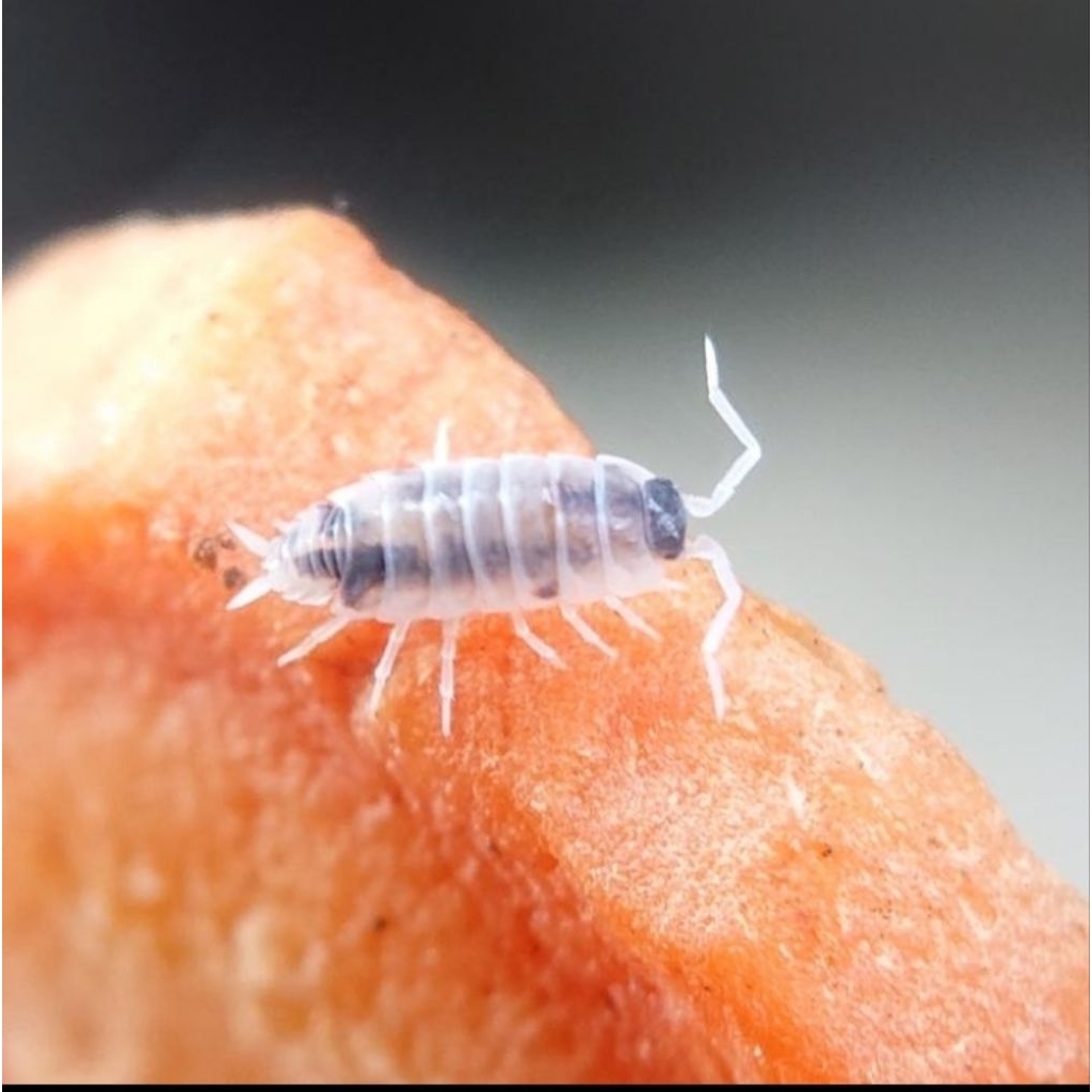 isopoda porcellio proinosis oreo crumble
