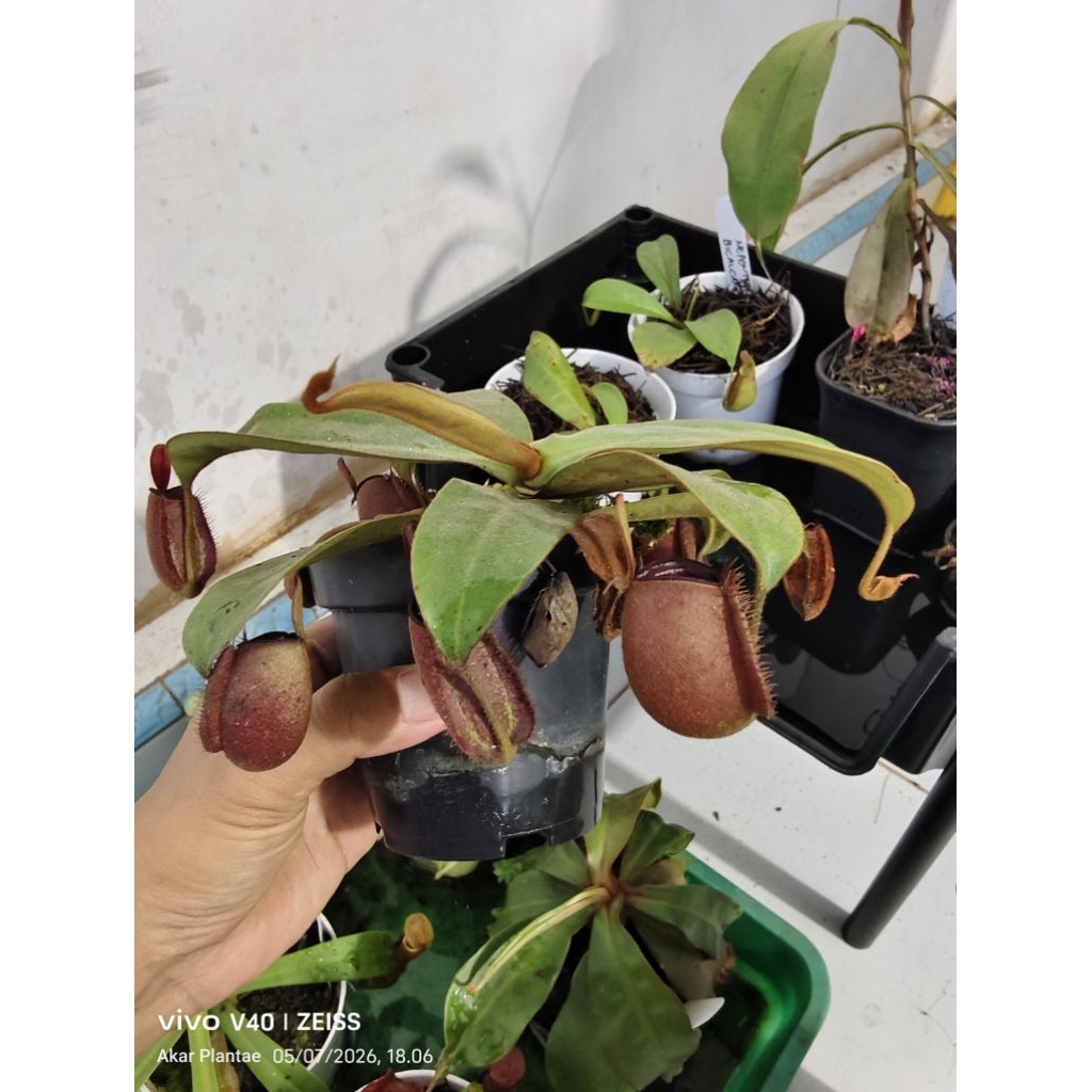 Nepenthes Ampullaria Red