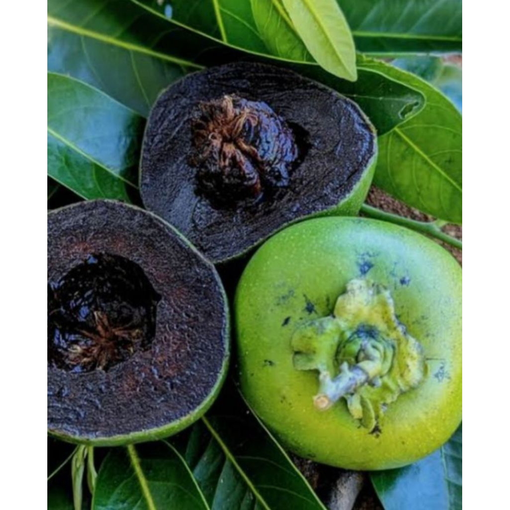 Sawo hitam/ Black sapote