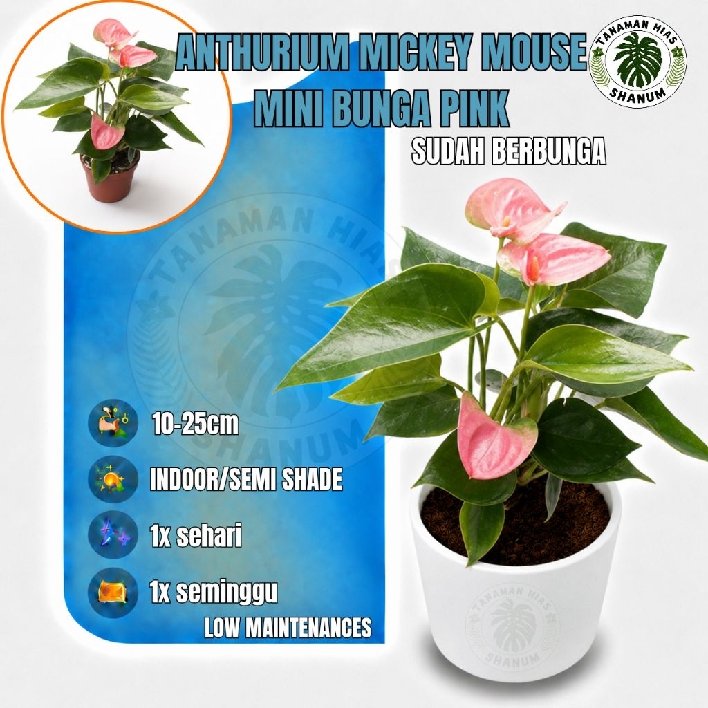 Tanaman hias indoor anthurium mickey mouse mini bunga pink - anthurium andreanum - anthurium bunga m