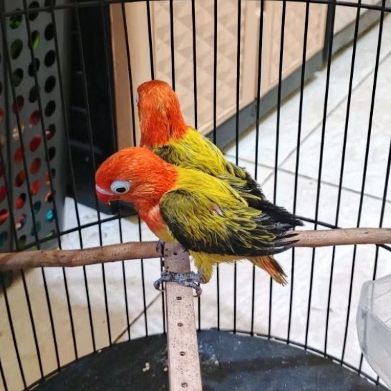 lolohan Lovebird biola 2ekor