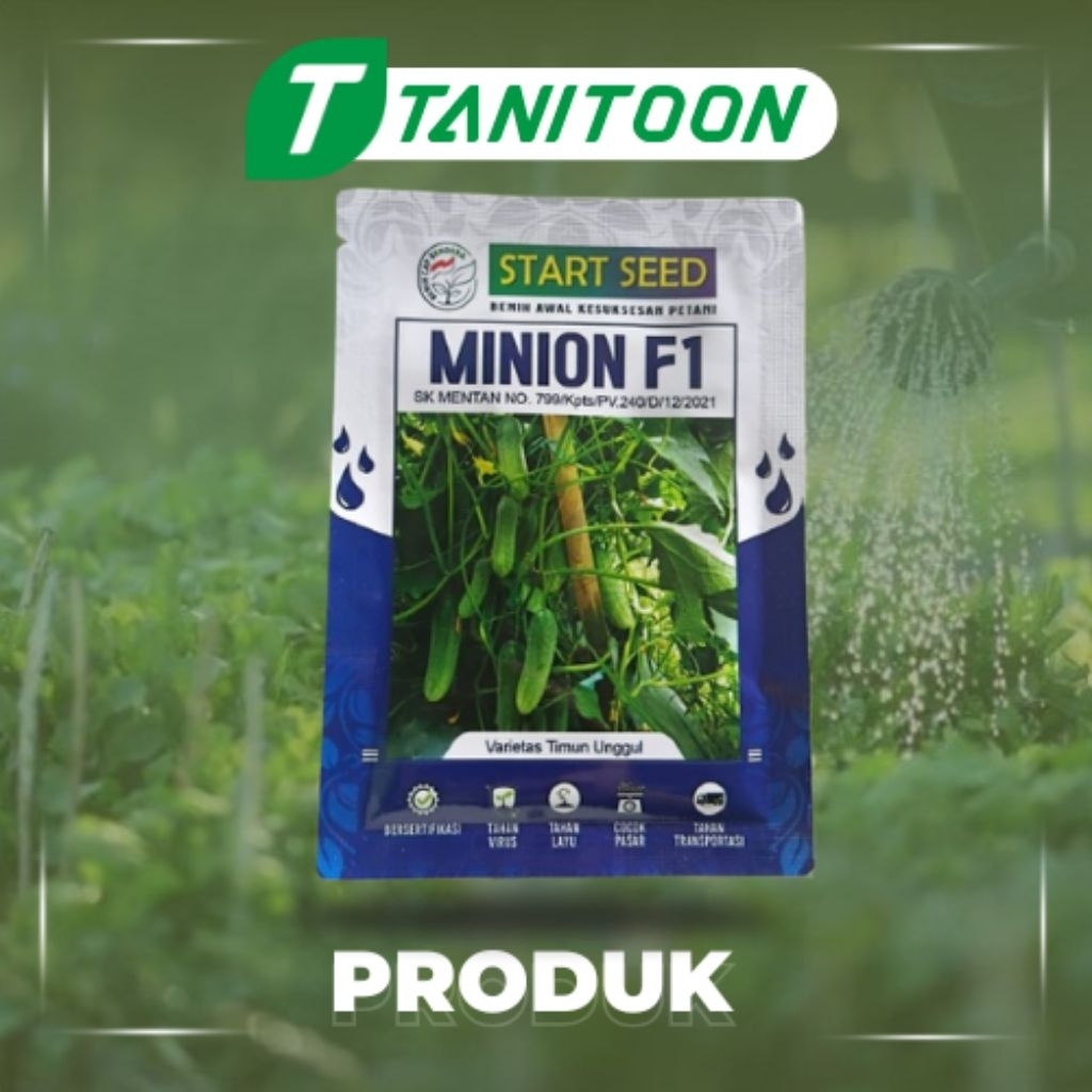 BENIH TIMUN MINION F1 10GR