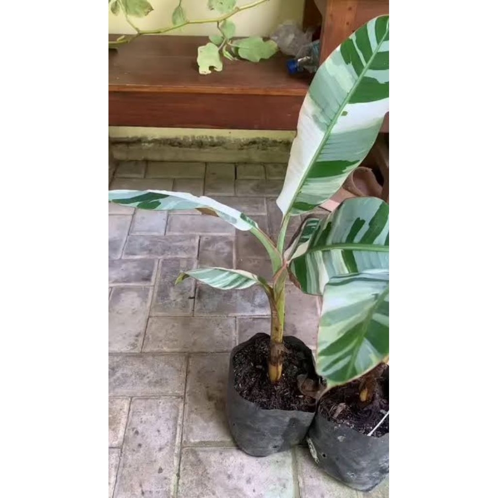 bibit pohon / tanaman pisang varigata ukuran 50cm