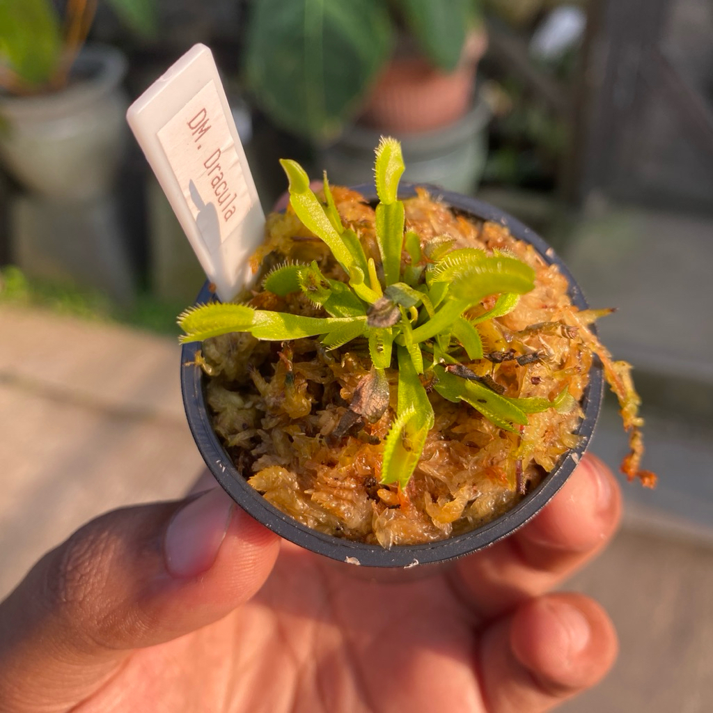 Venus Flytrap “Dracula”