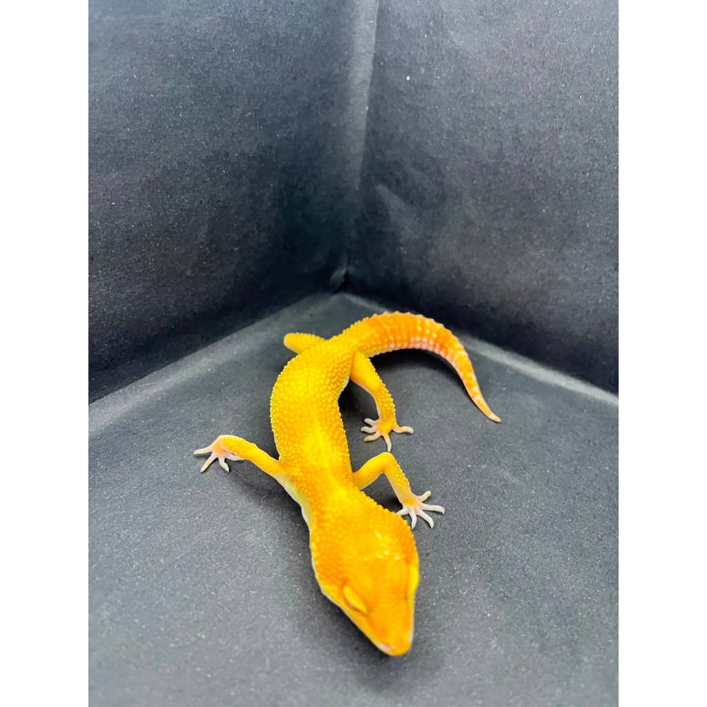 Leopard Gecko Female - Sunglow  - Usia Dewasa Adult Betina Sehat Cakep HG020