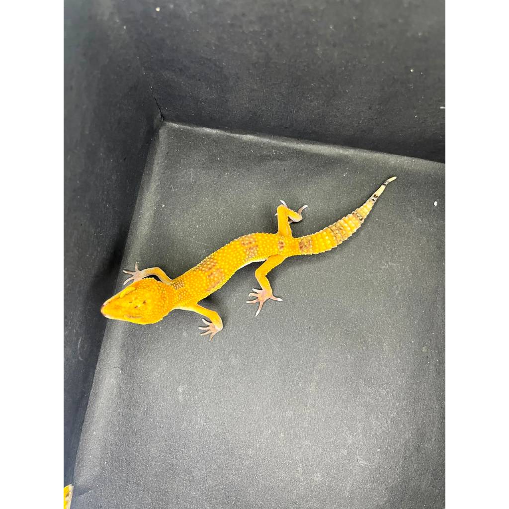 Leopard Gecko Female - Sunspot - Usia Juve Betina Sehat Dark Spot HG023