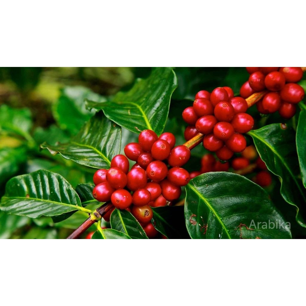 Bibit Kopi Arabika