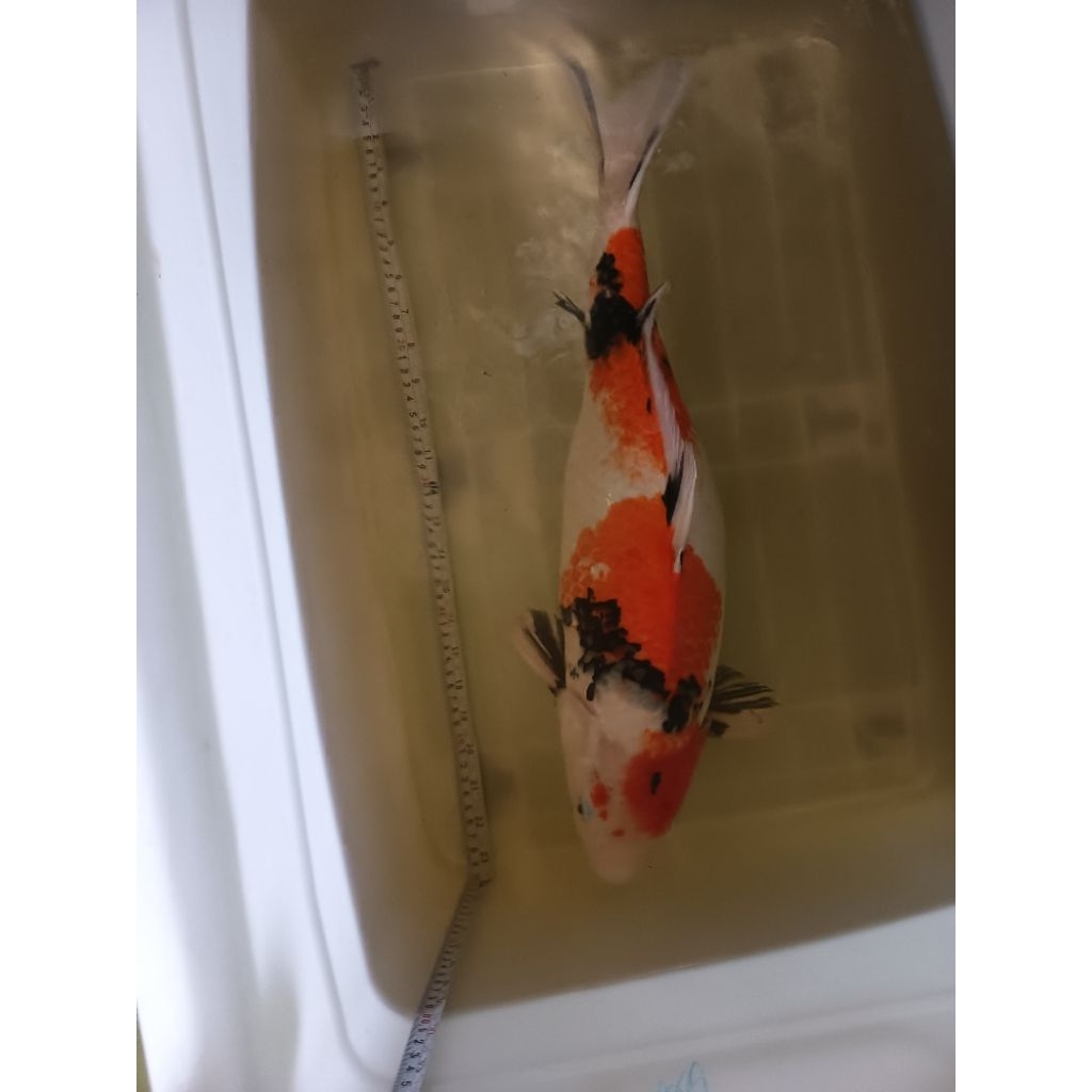 ikan koi kohaku asagi sanke jumbo kualitas AAA