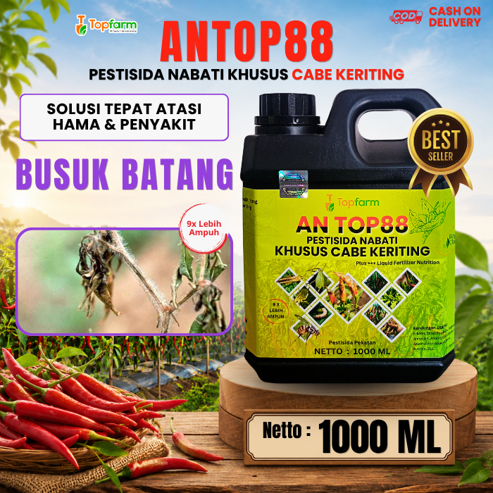 Obat Busuk Batang Pada Cabe Merah / Obat Busuk Pangkal Batang Cabe / Obat Pengendali Busuk Batang Ta